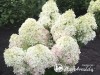 Hortenzija šluotelinė ,Living Royal Flower' (lot. Hydrangea paniculata)